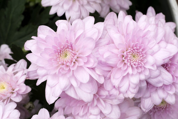 Fototapeta premium Close up of Purple chrysanthemum flower