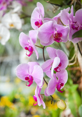 Pink orchid - obrazy, fototapety, plakaty