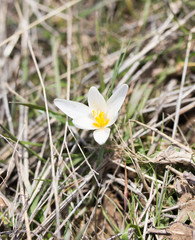 snowdrop flower in nature