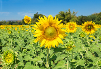 Sunflower, Field, Flower, Meadow, Daisy Family