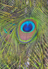 Naklejka premium detail of peacock feathers close up