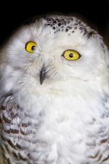 Polar owl portrait with black background. Shallow DOF ( soft focus on the owl head )
