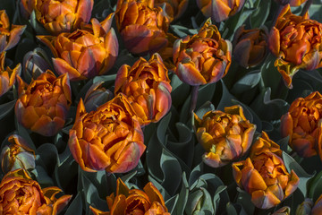 Naklejka na ściany i meble Many orange tulips with green leaves
