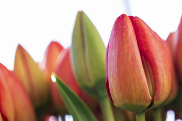 Blooming spring red tulips close up