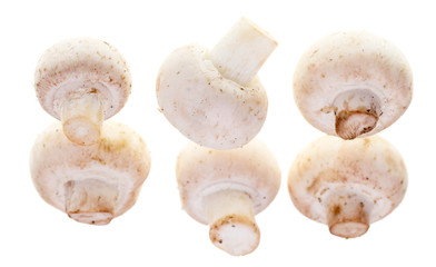 White mushrooms champignons