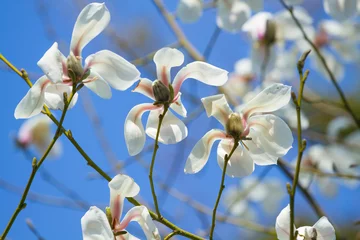 Cercles muraux Magnolia White magnolia blossom