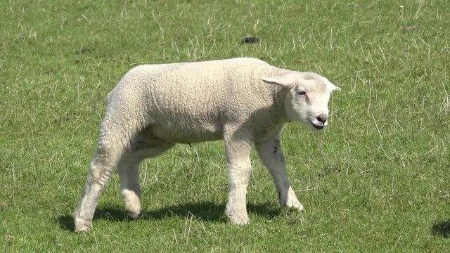 Sheep suckling lamb on pasture and lamb and ewe run away