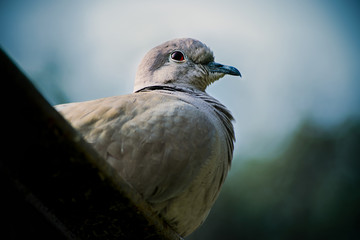 sitting Bird
