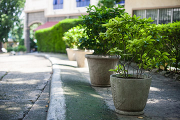 Fototapeta na wymiar Green plants on the street