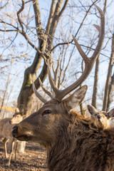 Deer in the park on nature in winter