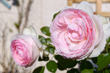 Rose Pierre de Ronsard