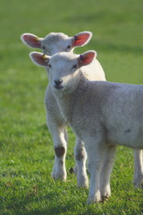 Young lamb on a farmland in East Devon