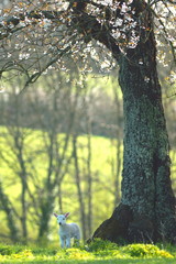 Fototapeta premium Young lamb under blossoming tree in spring