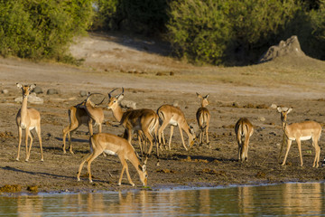 Impala (Aepyceros melampus) herd drinking in the Chobe River. Botswana