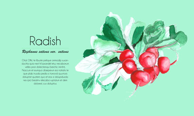 a bunch of radish - watercolor on green background