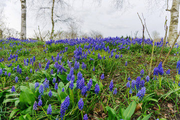 Springtime blue bells in a meadow