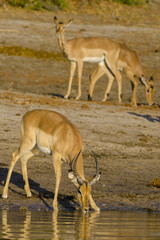 Impala (Aepyceros melampus) herd drinking in the Chobe River. Botswana