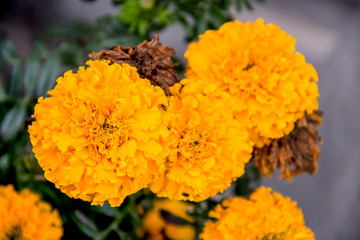 marigold yellow flower blooming beautiful in garden. Tagetes erecta, Mexican marigold, Aztec marigold, African marigold