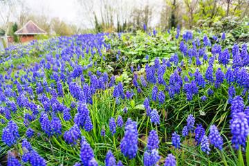 Springtime blue bells in a meadow