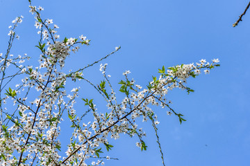 Flowers of the cherry tree orchard blossoms on a spring day with blue sky