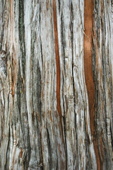 tree bark as a background close-up macro