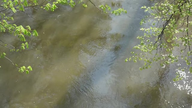 water flow in the river with trees