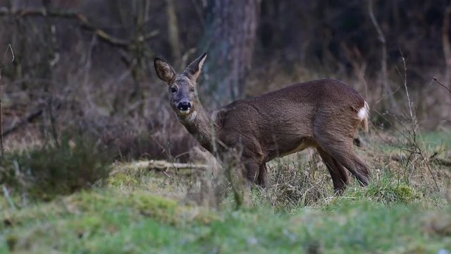 Reh auf Waldlichtung, Wachsam