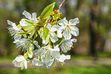 Flowers of the cherry tree orchard blossoms on a spring day