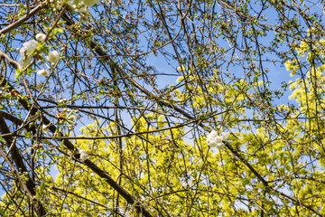 Fototapeta premium Flowers of the cherry tree orchard blossoms on a spring day