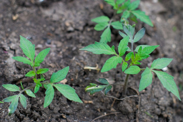Garden Harvest - Gardening - Fresh Natural Vegetables - Tomato
