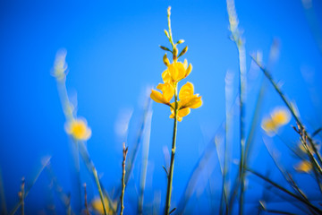 Close up of broom