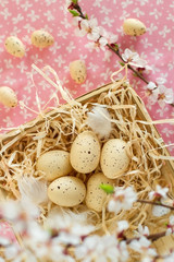 Easter eggs in the nest on pink background with blossom brunch