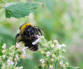bumble bee on a flower in the garden