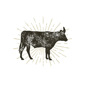 Vintage hand drawn cow icon. Farm animal silhouette shape. Retro black style cow with sunbursts, isolated on white background. Vector Illustration