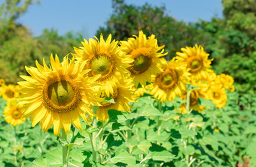 Sunflower, Field, Flower, Meadow, Daisy Family