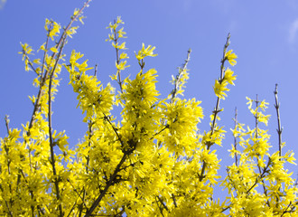 Obraz premium Forsythia branches on the sky background