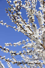 Blossom branches on the sky background