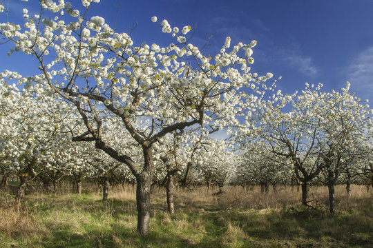 Apfelbl&uuml;te im Havelland