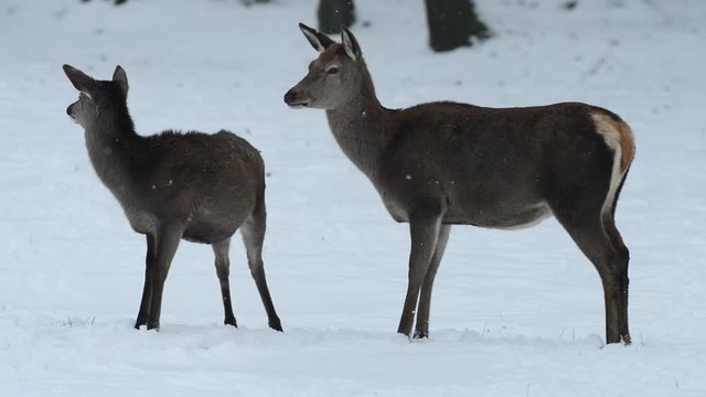 Rotwild, Hirschkuh mit Kalb, Winter