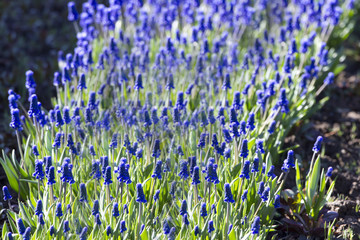 Muscari flowers