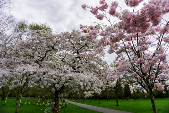 Springtime cherry blossom flowers on trees in a park