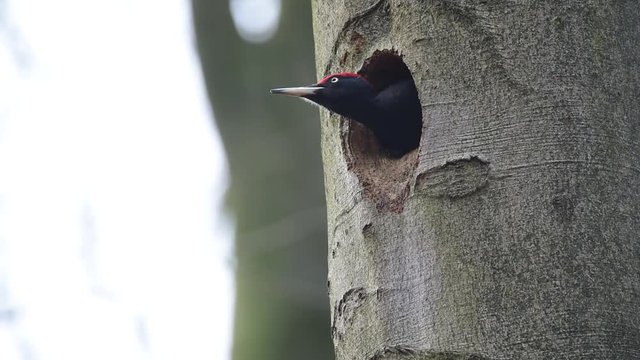 Schwarzspecht, Baumeister des Waldes