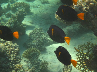 coralli e pesci del mare © paolo