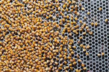 Dent corn grains on seeds separator shaker for cereals