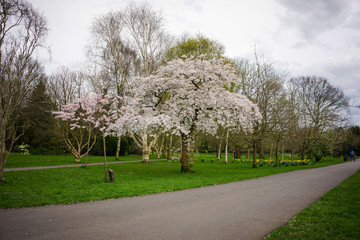 Springtime cherry blossom tree