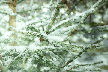 Winter snowy Christmas tree / Christmas scene / Fir branches with shiny snowflakes.A majestic winter tree glowing with sunlight. World of beauty. The effect of toning. Happy New Year!