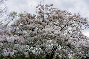 Springtime cherry blossom tree