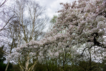 Springtime cherry blossom tree