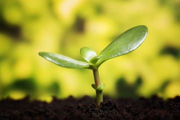 Small plant growing up over defocused background with copy space