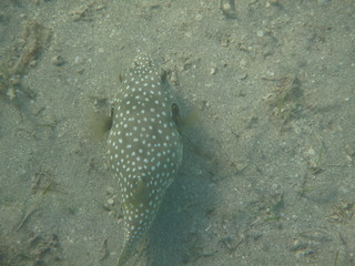 coralli e pesci del mare © paolo